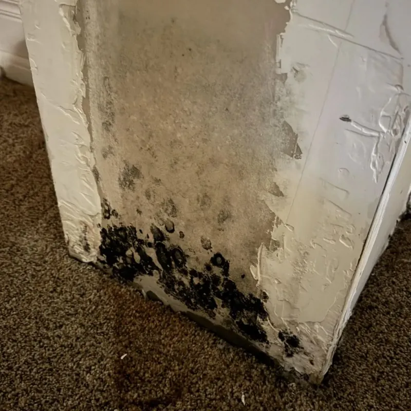 Professional Mold Removal in Athens, OH